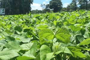 Lançamentos de cultivares de feijão e soja estarão no Show Rural 2024