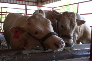 IDR levará raça Purunã, orientações sobre nutrição e técnicas de solo ao Show Rural