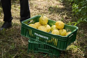 Agricultores paranaenses investem na produção de maracujá
