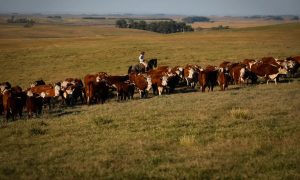 Economia brasileira cresce 3%; agropecuária é destaque positivo