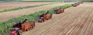 Cana-de-açúcar impulsiona empregos no agronegócio