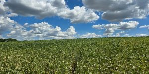 Aprosoja recomenda cautela e prudência aos produtores de soja