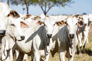 Mato Grosso tem o maior rebanho bovino do país, aponta relatório