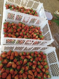 Casal de Arapoti diversifica negócio com produção de morango