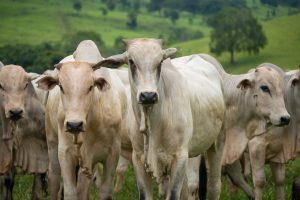 Estudo busca comprovar ausência de vírus da febre aftosa