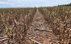 Aprosoja pede prorrogação de dívidas a produtores do Paraná
