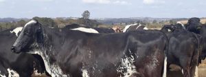 Consulta pública avalia nova legislação para subprodutos de origem animal não comestíveis