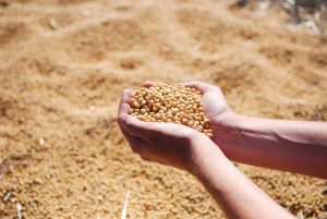 Soja, carnes e açúcar têm alta nas exportações em janeiro