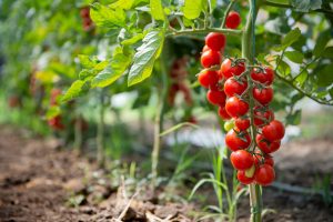 Calor é o vilão das plantações de hortifruti brasileiras