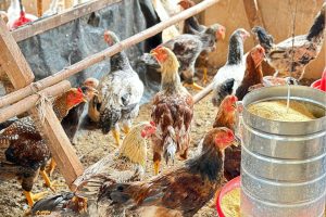 Produtor familiar aposta na criação de galinhas caipiras e tem aumento na renda