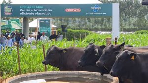 Lavoura de Carne é opção para rotação de cultura, enriquecimento do solo e lucro garantido na pecuária