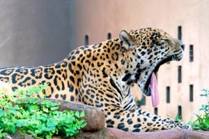 Refúgio Biológico de Itaipu é “laboratório vivo”, diz médico-veterinário
