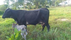Produtores atestam alto rendimento de vacas no MT: “dão 3 vezes mais leite que as outras”
