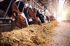 Senado analisará projeto que classifica produtos de alimentação animal como bens essenciais
