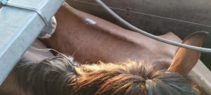 Cavalos que seriam mortos e transformados em mortadela são resgatados