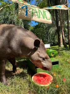 Refúgio Biológico da Itaipu celebra aniversário de um ano da anta Mandioca