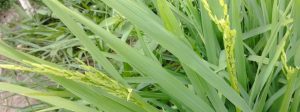Iniciativa cria unidades demonstrativas de consórcio de café e arroz