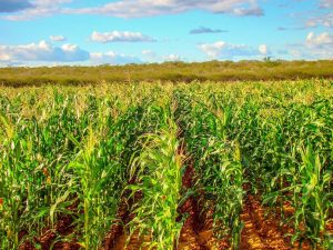 Manejo otimiza resultados de plantio de forrageiras
