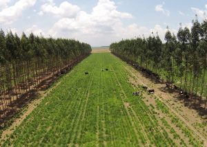 Nova plataforma fornecerá métricas de carbono adaptadas às condições tropicais