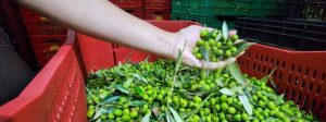 Cadeia produtiva do azeite ganha impulso com pesquisa e apoio ao produtor
