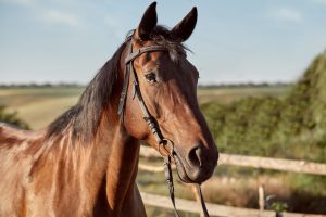 Proposta quer fortalecer exportação de cavalos da raça mangalarga
