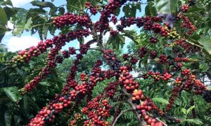 Restauração florestal em cafezais é viável economicamente, diz estudo