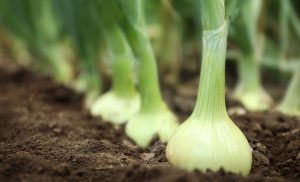 Cebola é inclusa no Zoneamento de Risco Climático