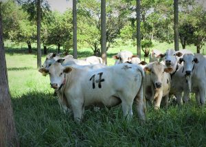 Árvores no pasto melhoram ganho de peso, conforto térmico e reprodução dos animais