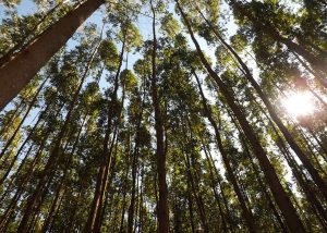 Eucalipto é capaz de armazenar grandes quantidades de carbono