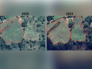 Área plantada com maçã na Serra Catarinense cresceu 16% nos últimos três anos