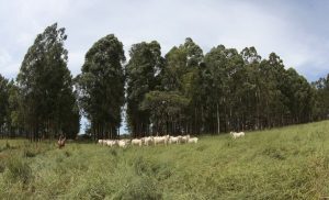 Fomento da sustentabilidade está entre as prioridades do GT da Agricultura