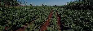 Reajuste no preço do tabaco cobre aumento do custo de produção