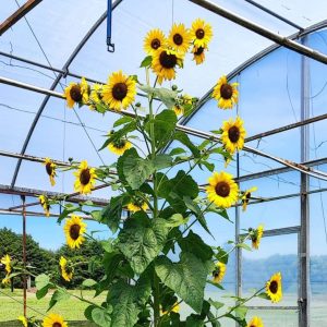 Plantas Alimentícias Não Convencionais podem ser aliadas contra a fome