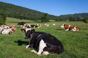 Vacas conquistam direito ao descanso e produtores acatam em nome da produtividade