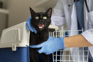 Doença renal em felinos: entenda o que é como evitar