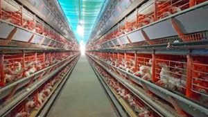 Boa qualidade do manejo nutricional das aves evita descarte de ovos