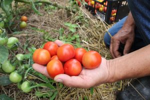 Saiba como identificar produtos orgânicos não certificados