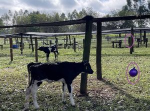 Brinquedos no pasto reduzem o estresse da desmama dos bezerros