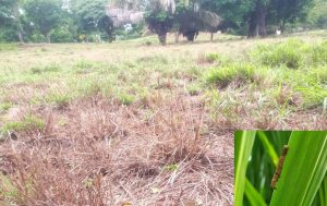 Alerta: Falta de chuva provocou infestação de lagartas no MT