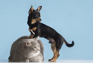 Verme do coração em cães e gatos: como prevenir?