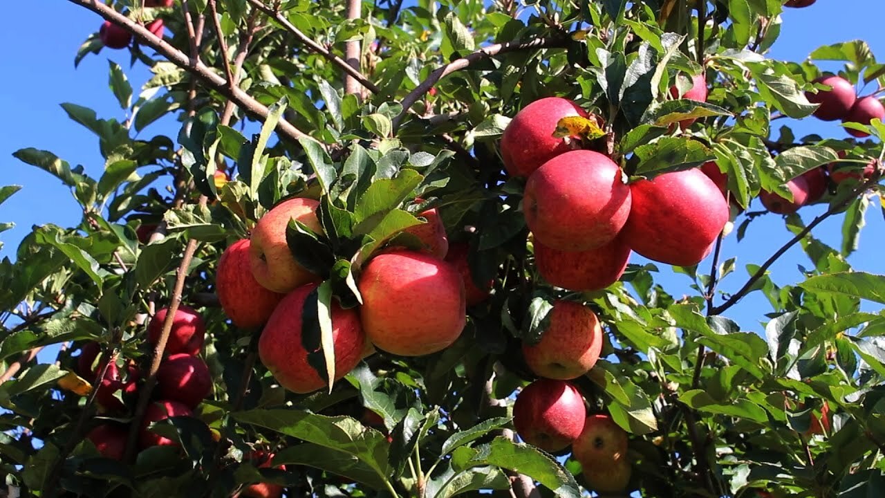 Colheita da maçã tem início no Oeste de Santa Catarina