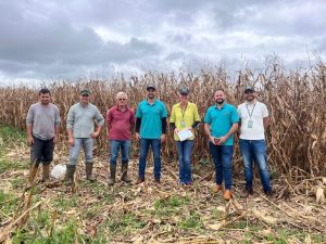 Planalto Norte de SC deve colher quase 280 mil toneladas de milho