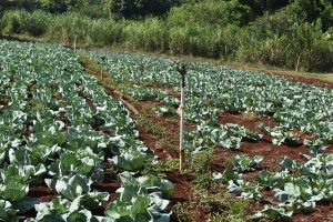 Desconto de energia para irrigação noturna beneficia 4 mil famílias de produtores rurais