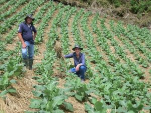 Agricultor atesta eficiência de modelo de produção mediante calor excessivo e chuva intensa