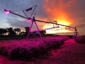 Suplementação luminosa: colheita em área experimental gera expectativa