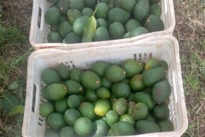 Avocado ganha Europa e garante renda aos produtores