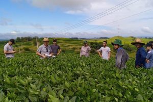 Soja orgânica aumenta rendimento de produtores do PR