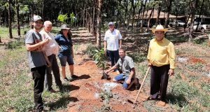 Cultivo de cacau avança e vira oportunidade para o produtor