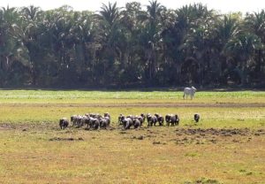 Entidades discutem desenvolvimento sustentável do pantanal brasileiro