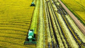 Colheita do arroz atinge 22,5% no Rio Grande do Sul